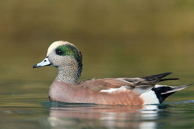 0359_American_Wigeon_11-11-2008_2