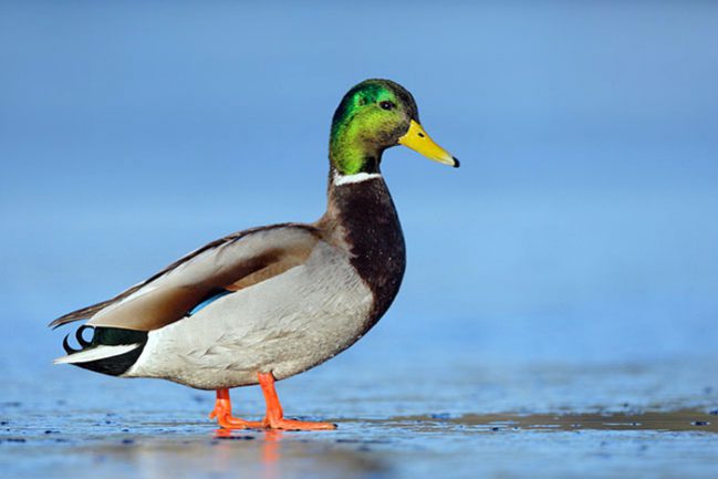 0374_Mallard_12-27-2009_1