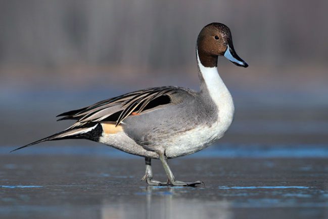 0387_Northern_Pintail_01-01-2011_5