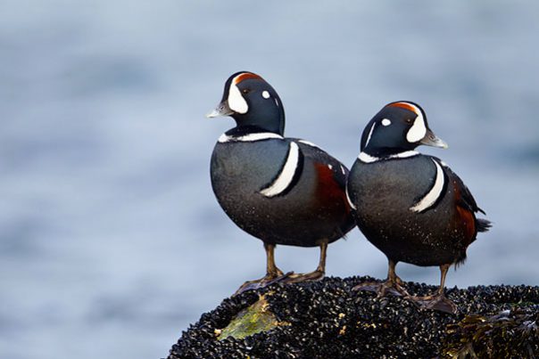 0425_Harlequin_Duck_12-04-2011_1