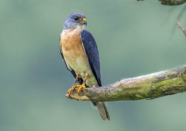 081857chrrovhd0l4wrrdz