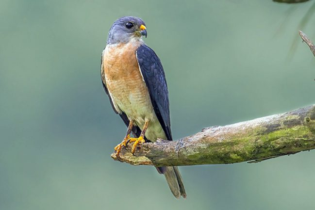 081857chrrovhd0l4wrrdz