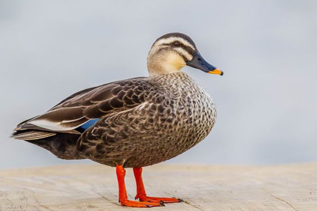 09344976sb7dnoo0wwb7jm