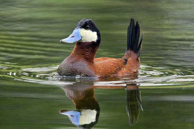 1.Ruddy-Duck.800m.group2.Alan-Wilson.1