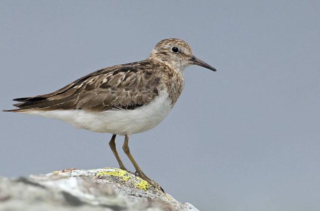 Temmincks strandloper;Temmincks stint;Calidris temminckii
