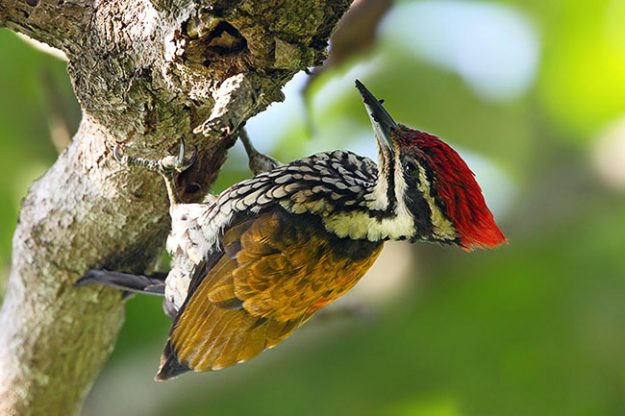 108693294.h4e25inH.commonflameback