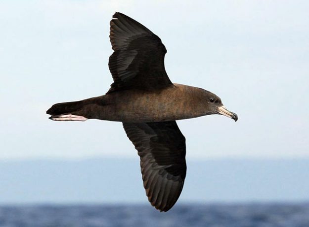 1200198Flesh-footed Shearwater – Feb 2009
