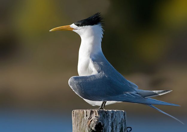 1200px-Crested_Tern_Tasmania