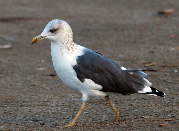 121645163.6OQQ6Mqc.DSC_1950pix