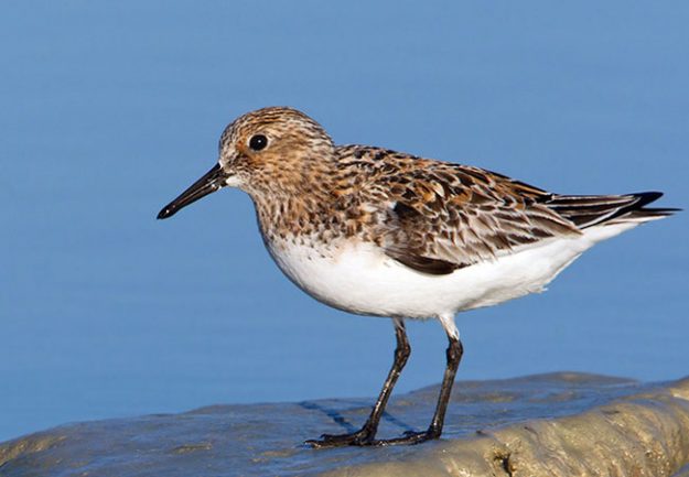 131916701.p5y3iYYd.sanderling01