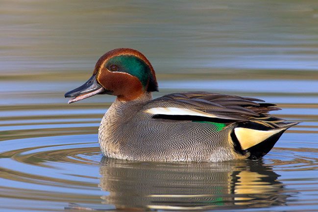 Alzavola; Common Teal; Anas crecca