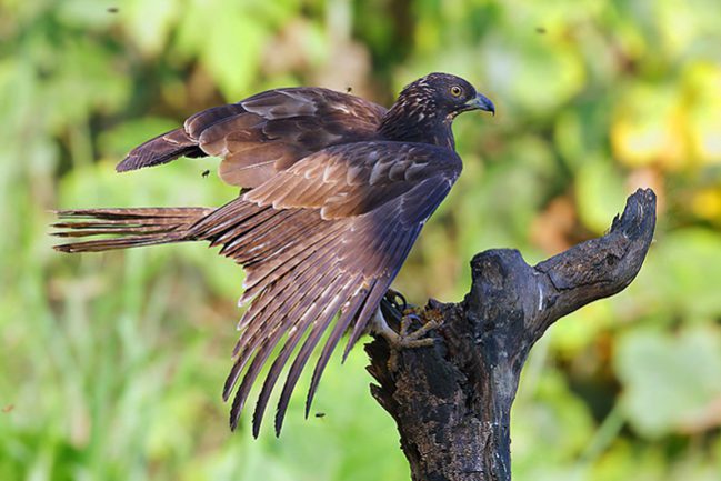 143209lfngnfpdp7vddzc4