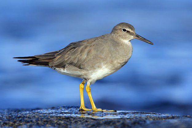 1436_Wandering_Tattler_10-22-2008_2