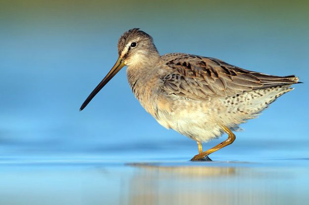 1443_Long-billed_Dowitcher_10-15-2010_5