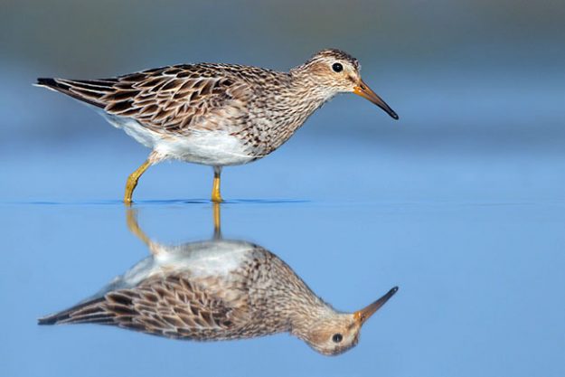 1458_Pectoral_Sandpiper_08-29-2010_2