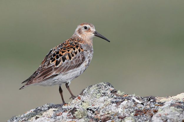 1461_Rock_Sandpiper_06-22-2011_4