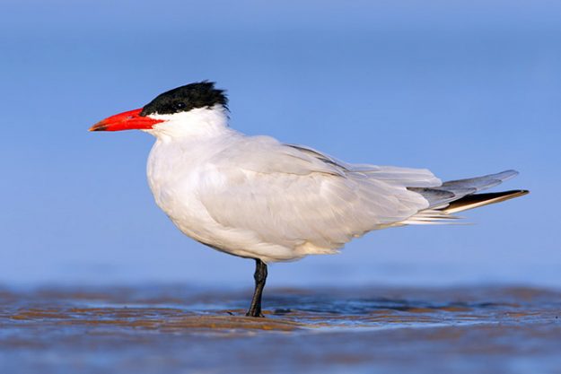 1652_Caspian_Tern_04-28-2008_0