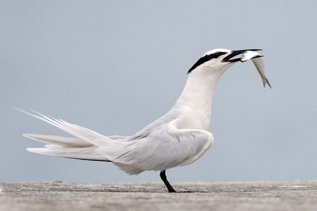 20090803_fbac6823eae137b00376AmdVufNj8FiB