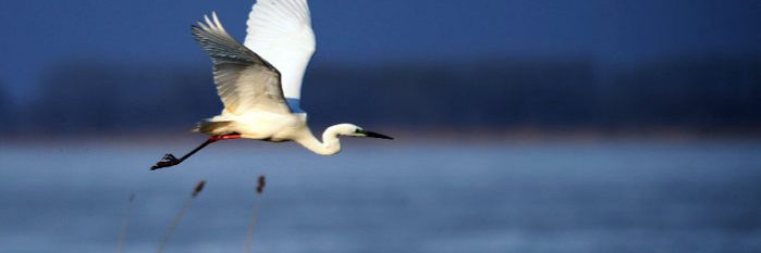 £¨Éú̬£©£¨2£©ÄñÎè±ùºþÆÆ´ºº®