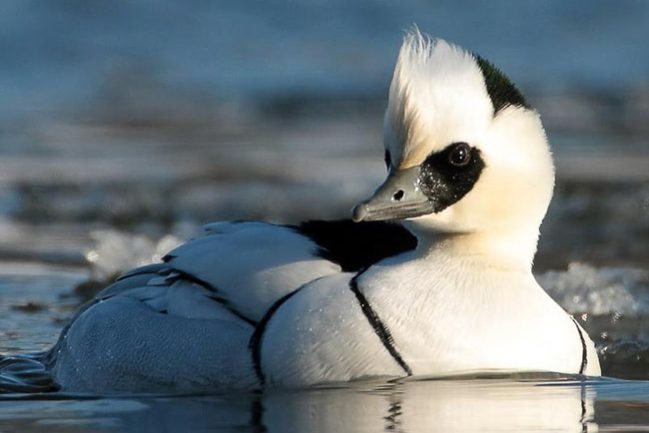 208108_ad27a42df3f2521dc5ae4a69c713f316_large