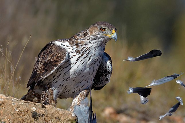 47_1bonelli_s_eagle_1