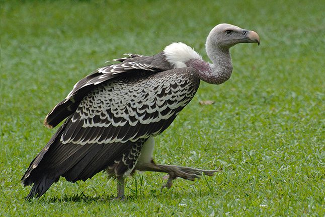 76598676.pBeAiImp.HimalayanVulture.pbase