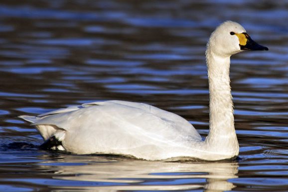 900-508630565-bewicks-tundra-swan