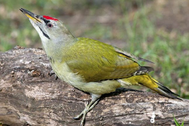 900-515279749-grey-headed-woodpecker