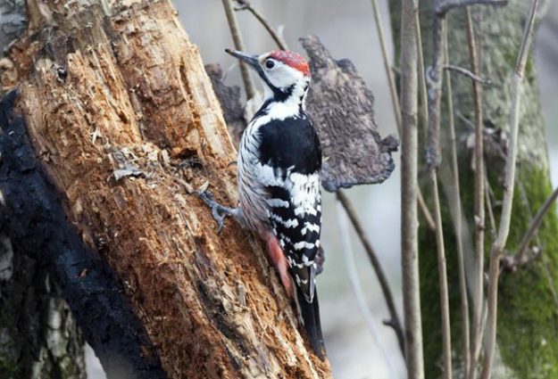 900-528910955-white-backed-woodpecker