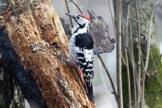 900-528910955-white-backed-woodpecker
