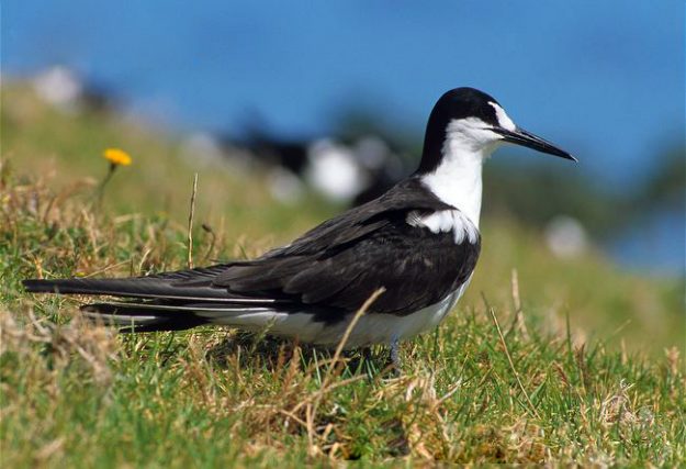 ARKive image GES049136 – Sooty tern
