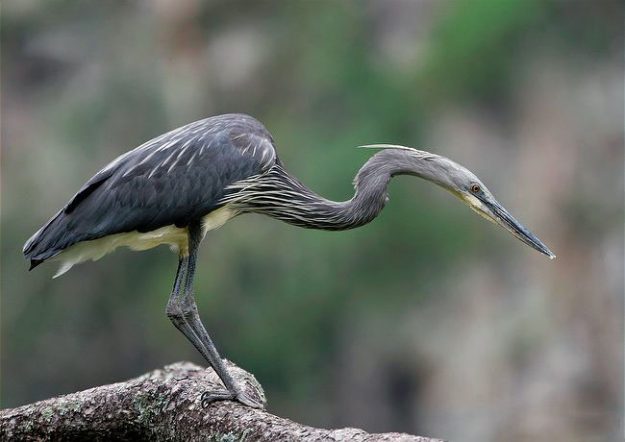 ARKive image GES056143 – White-bellied heron