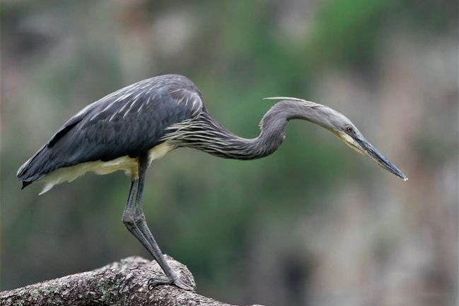 ARKive image GES056143 – White-bellied heron