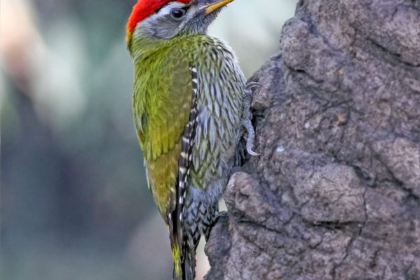 Arindam-Saha-Streak-throated-wood-peacker-600×750