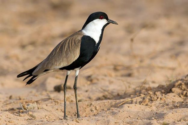 BF6E1011_Spur-winged_Lapwing