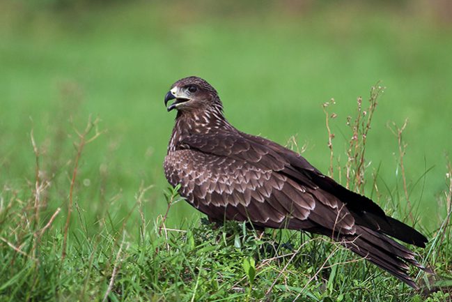 Black-Kite