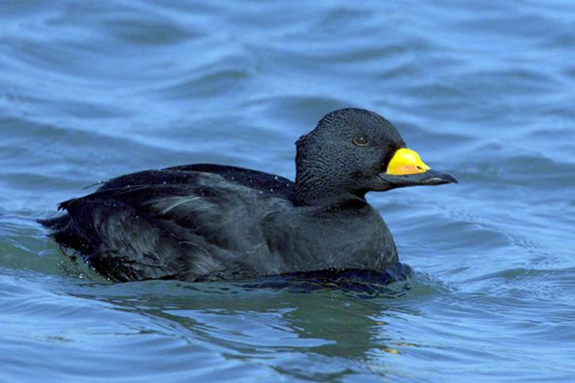 Black Scoter m 8348s