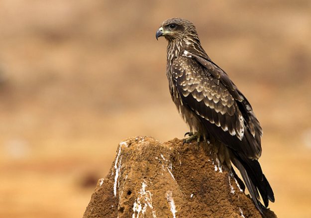 Black eared Kite