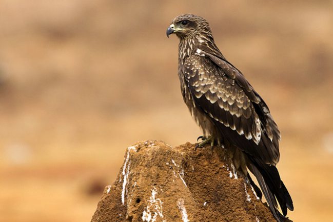 Black eared Kite