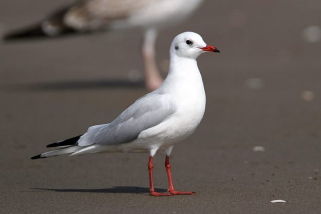 Black-headed_Gull_AE