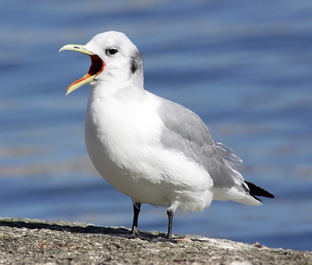 Black-legged-Kittiwake_TE-2 (3)