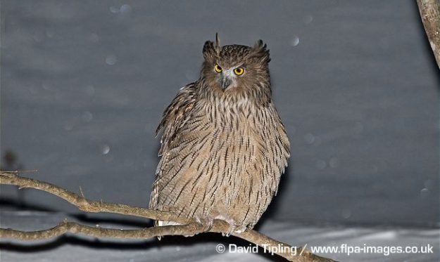 ARKive image GES121441 – Blakiston’s fish owl