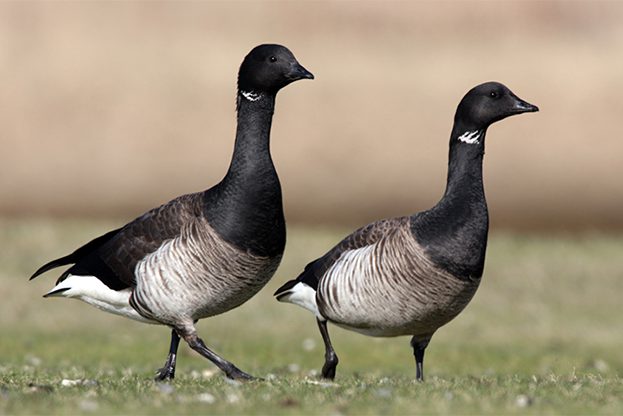 Brant Geese-SS