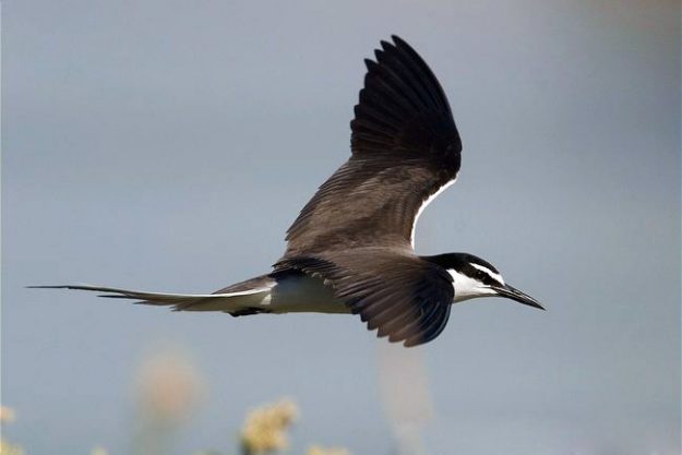 ARKive image GES046854 – Bridled tern