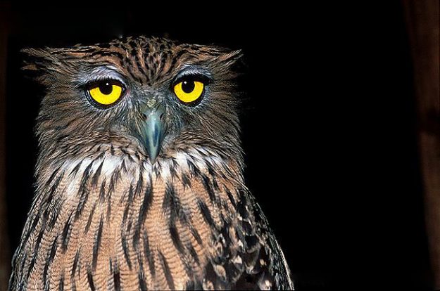 ARKive image GES129790 – Brown fish-owl