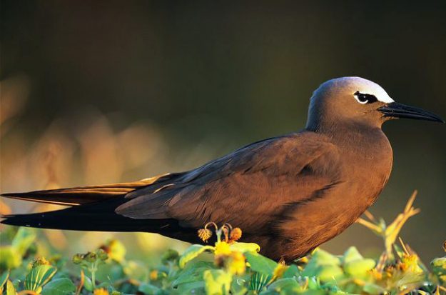 ARKive image GES050399 – Brown noddy