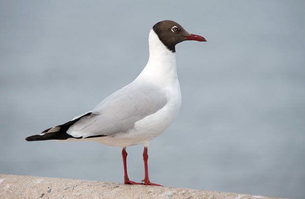 Chroicocephalus_brunnicephalus_,_brown_headed-gull_-_Bang_Pu,_Bangkok_(13403821744)
