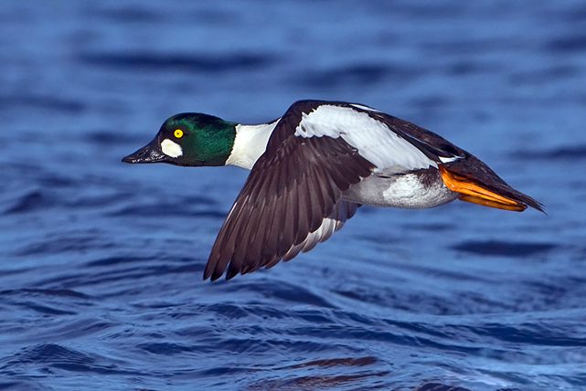 Common-Goldeneye-210