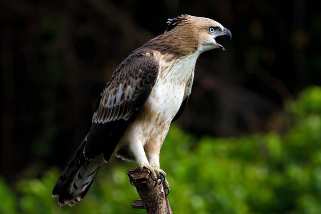 Crested-hawk-eagle-juvenile-23-2