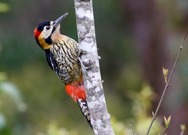 Darjeeling Woodpecker, Dendrocopos darjellensis, Bhutan